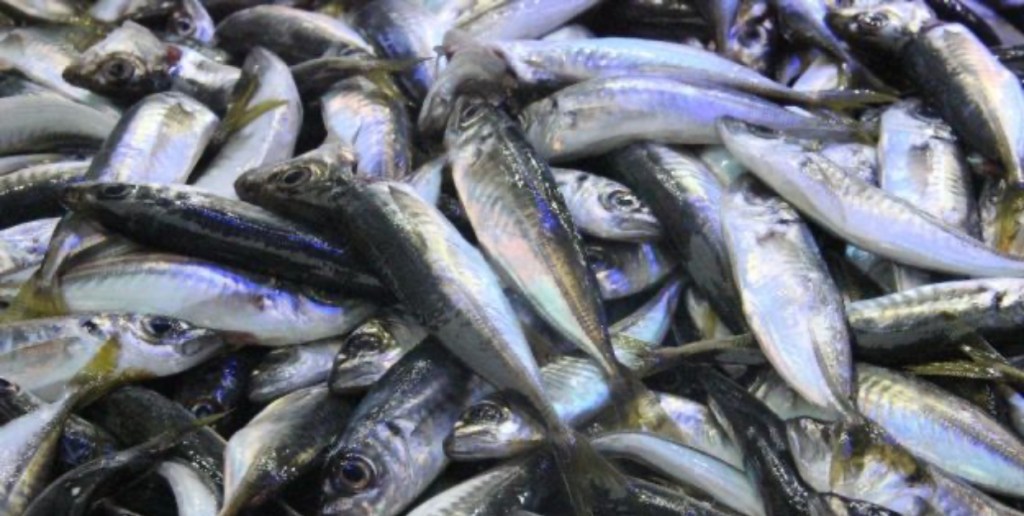 İstavritin Gülüşü…