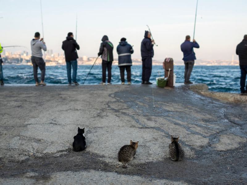 BALIKÇININ YENİ HİKAYESİ